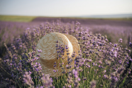 A straw hat is sitting in a field of purple flowers. The hat is the only object in the scene, and it is surrounded by a sea of lavender.の写真素材