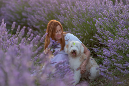 A woman sits in a field of lavender with her dogの写真素材