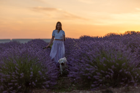 A woman and her dog walk through a field of lavenderの写真素材