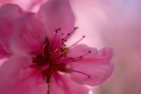 close up of a pink peach flower with a red center. The flower is in full bloom and has a delicate, almost ethereal appearance.の写真素材