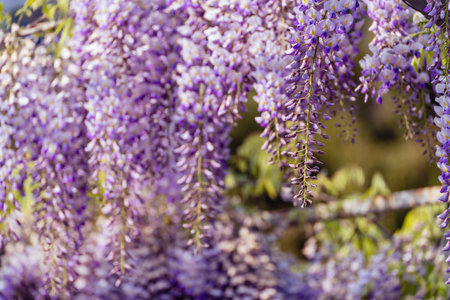 Blooming Wisteria Sinensis with classic purple flowers in full bloom in drooping racemes against the sky. Garden with wisteria in spring.の写真素材
