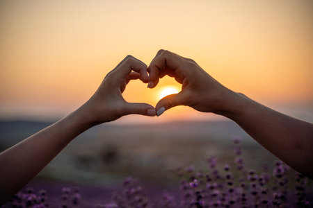 Two hands forming a heart shape in front of a purple field. The sun is setting in the background, creating a warm and romantic atmosphere.の写真素材
