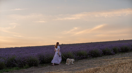A woman is walking her dog in a field of lavenderの写真素材