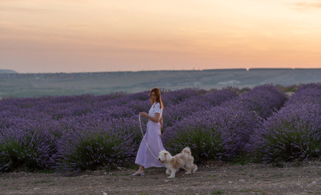 A woman and her dog are walking through a field of lavenderの写真素材