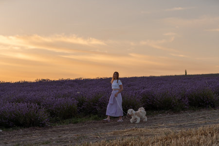 A woman is walking her dog in a field of lavenderの写真素材