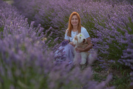 A woman sits in a field of lavender with her dogの写真素材