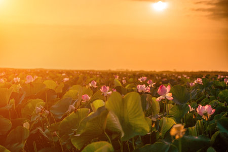 Sunrise in the field of lotuses, Pink lotus Nelumbo nucifera sways in the wind. Against the background of their green leaves. Lotus field on the lake in natural environment.の写真素材
