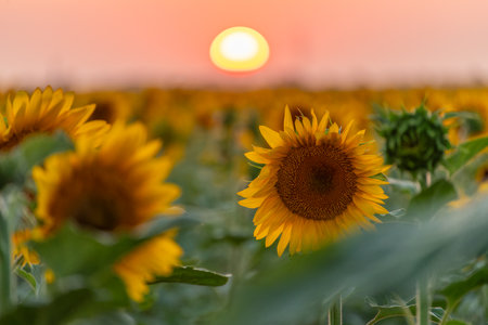 Field sunflowers in the warm light of the setting sun. Summer time. Concept agriculture oil production growing.の写真素材