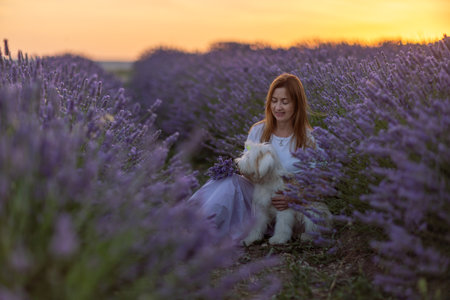 A woman sits in a field of lavender flowers with a white dog by her sideの写真素材