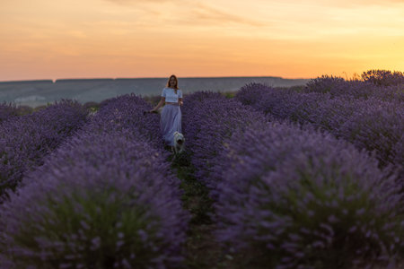 A woman is walking through a field of lavender with her dogの写真素材