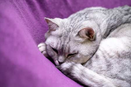 scottish straight cat is sleeping. Close-up of a sleeping cat muzzle, eyes closed. Against the background of a purple blanket. Favorite Pets, cat food.の写真素材