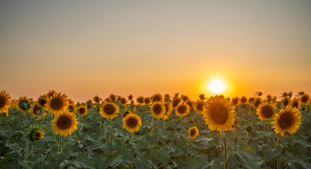 Field sunflowers in the warm light of the setting sun. Summer time. Concept agriculture oil production growing.の写真素材