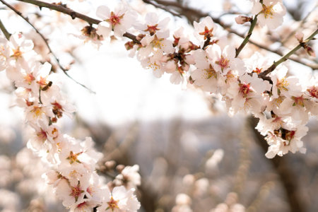 white blossoms almond spring, adorn tree branches under bright sunlight, marking the arrival of spring.の写真素材