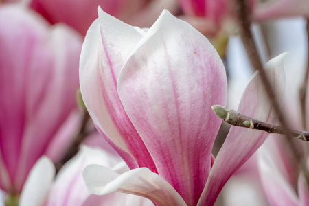 Magnolia Sulanjana flowers with petals in the spring season. beautiful pink magnolia flowers in spring, selective focusing.の写真素材