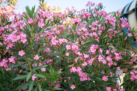 Flowers, Bush, Pink - A close-up image showcasing a vibrant pink flower bush in bloom.の写真素材