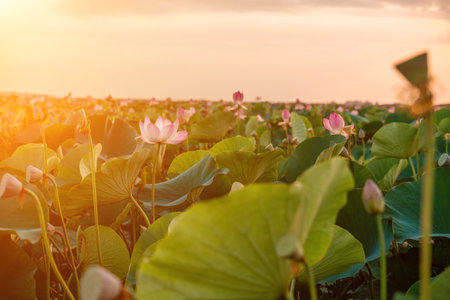 Sunrise in the field of lotuses, Pink lotus Nelumbo nucifera sways in the wind. Against the background of their green leaves. Lotus field on the lake in natural environment.の写真素材
