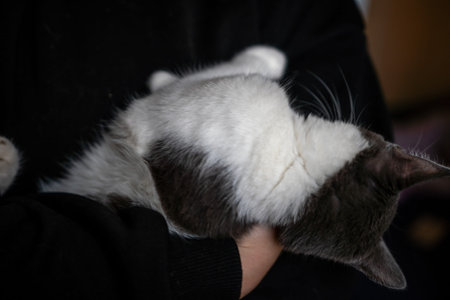 A woman is holding a kitten in her arms. The kitten is gray and white. The woman is wearing a black...
