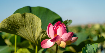 A pink lotus flower sways in the wind. Against the background of their green leaves. Lotus field on the lake in natural environment.の写真素材