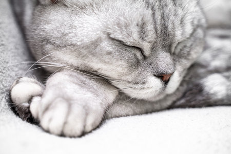 scottish straight cat is sleeping. Close-up of the muzzle of a sleeping cat with closed eyes. Against the backdrop of a light blanket. Favorite pets, cat food.の写真素材