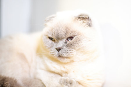 A cat is laying down on a white surface. The cat is looking away from the camera. The cat appears to be relaxed and comfortable.の写真素材