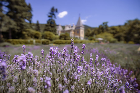 A field of purple flowers with a house in the backgroundの写真素材