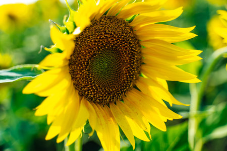 Sunflower flower on agriculture field, growing sunflower for production.の写真素材