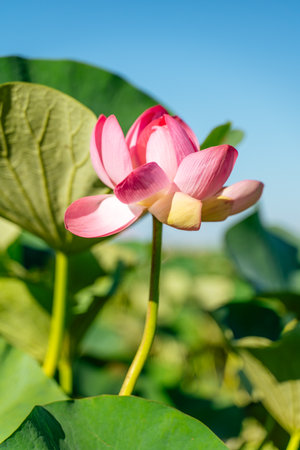 A pink lotus flower sways in the wind. Against the background of their green leaves. Lotus field on the lake in natural environment.の写真素材