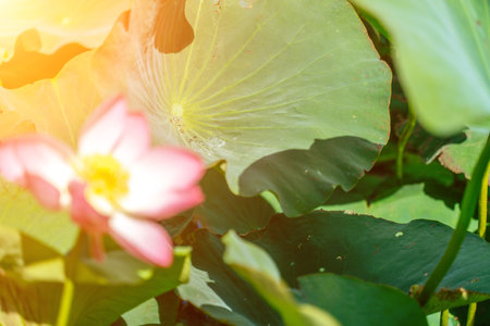 A pink lotus flower sways in the wind, Nelumbo nucifera. Against the background of their green leaves. Lotus field on the lake in natural environment.の写真素材