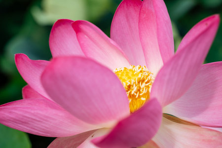A pink lotus flower sways in the wind, Nelumbo nucifera. Against the background of their green...