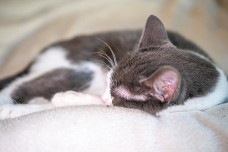 Cat Sleeping Couch Indoor - Grey and white cat sleeping peacefully on a light-colored couch indoors.の写真素材