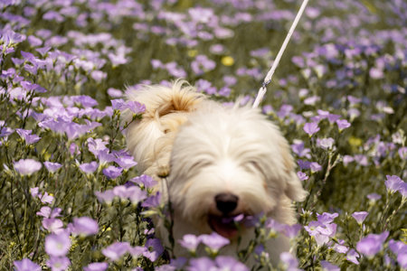 Dog walks in park in clearing among wild flowers and grass. Natural background with cute white dog puppy sitting on a summer Sunny meadow surrounded by flowers.の写真素材