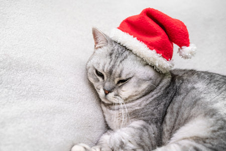 Scottish straight Christmas cat in a red santa hat sleeps on a white blanket. Pets, Christmas stories with pets.の写真素材