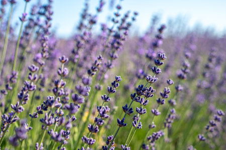 A field of lavender flowers with a blue sky in the background
