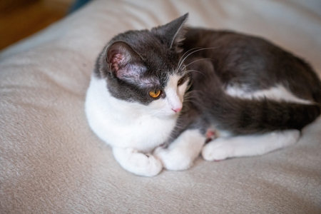 Cat, Bed, Sleeping - A gray and white cat is sleeping on a bed, curled up in a ball.の写真素材