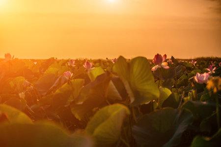 Sunrise in the field of lotuses, Pink lotus Nelumbo nucifera sways in the wind. Against the background of their green leaves. Lotus field on the lake in natural environment.の写真素材