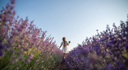 Lavender field girl. Back view happy girl in white dress with a scythe runs through a lavender field. Aromatherapy travelの写真素材