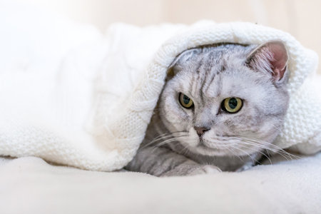 Cat Blanket Bed Cozy - A grey cat is curled up in a white blanket, looking at the camera with a curious expression.の写真素材