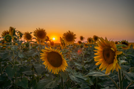 Field sunflowers in the warm light of the setting sun. Summer time. Concept agriculture oil...