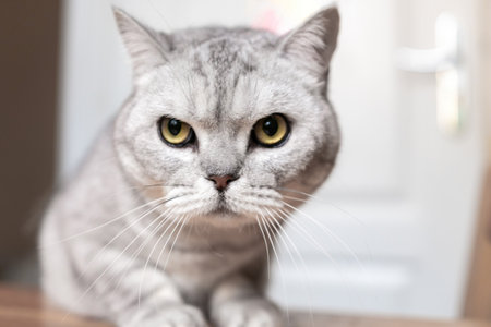 Cat, Portrait, Closeup - A gray and white tabby cat stares intensely at the camera, its yellow eyes wide and alert. The cat is positioned indoors, likely near a doorway.の写真素材