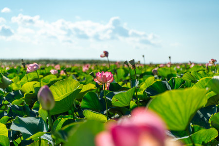 A pink lotus flower sways in the wind. Against the background of their green leaves. Lotus field on the lake in natural environment.の写真素材