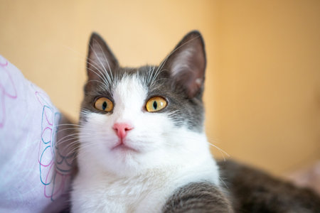 Cat, White, Gray Looking at Cameraの写真素材