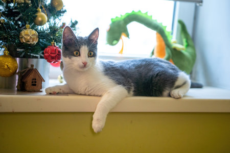 Cat Windowsill Christmas Decorations Toy A gray and white cat lays on a windowsill, with a small Christmas tree and a green dragon toy in the background.の写真素材