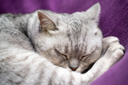 scottish straight cat is sleeping. Close-up of a sleeping cat muzzle, eyes closed. Against the background of a purple blanket.の写真素材