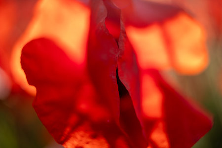 Close-up of red flower petals with blurred background.の写真素材