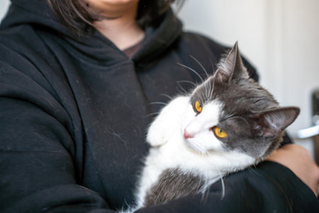 Cat, Woman, Holding - Gray and white cat being held by a woman in a black hoodie.の写真素材