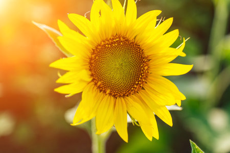Sunflower flower on agriculture field, growing sunflower for production.の写真素材