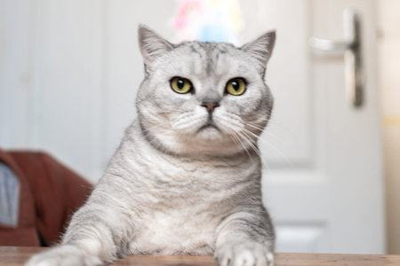 Cat, Portrait, Home - Close-up of a gray and white tabby cat looking directly at the camera in a...