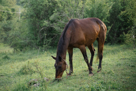 A brown horse is grazing in a grassy field. The horse is eating grass and he is enjoying the outdoors.の写真素材