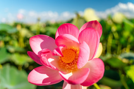 A pink lotus flower sways in the wind. Against the background of their green leaves. Lotus field on...