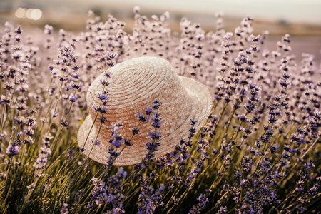 A straw hat is sitting in a field of purple flowers. The hat is the only object in the scene, and it is surrounded by a sea of lavender.の写真素材